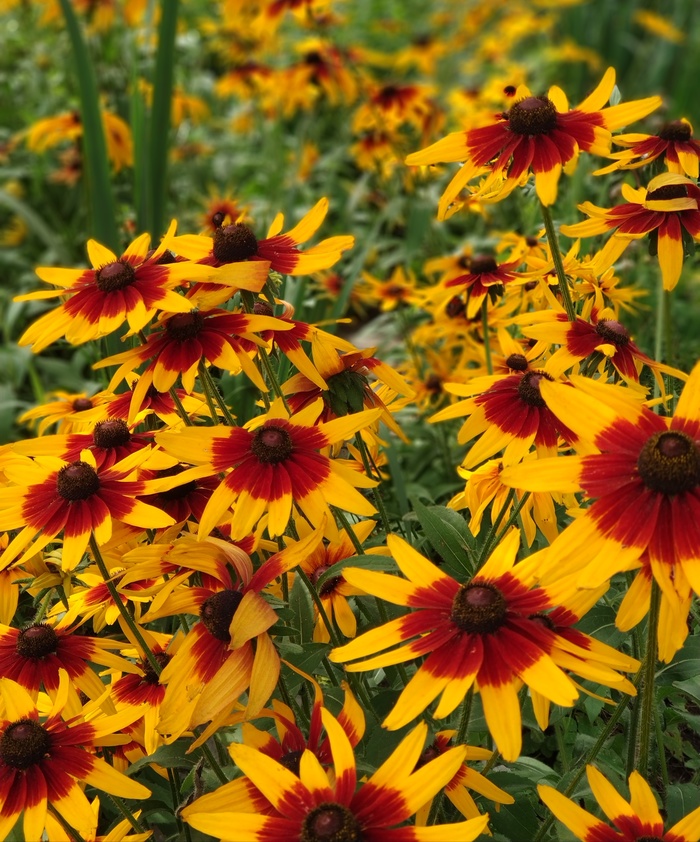 Metamorphoses of Rudbeckia. - Flowers, Longpost, Rudbeckia, My