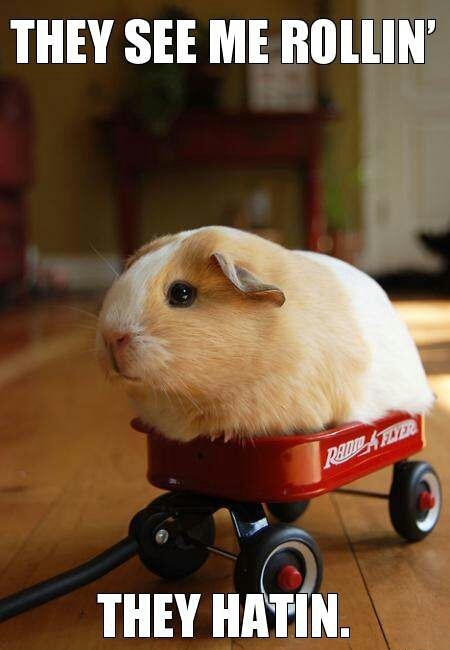 And tell me that this song didn't play in your head :D - Guinea pig, Animals, They see me rollin, Song, Voices in my head, Someone's mind