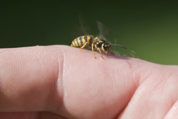 Friendship with a wasp - My, Wasp, friendship, Summer