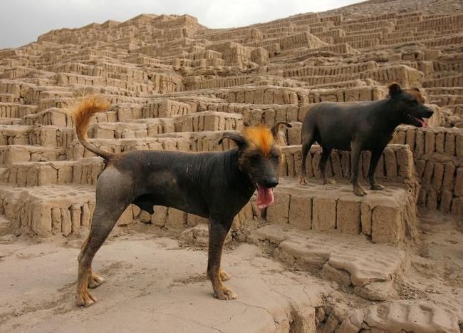 Funny and very ancient breed of dog. - Dog, Milota, Latin America, Longpost, Dog breeds, Peruvian naked