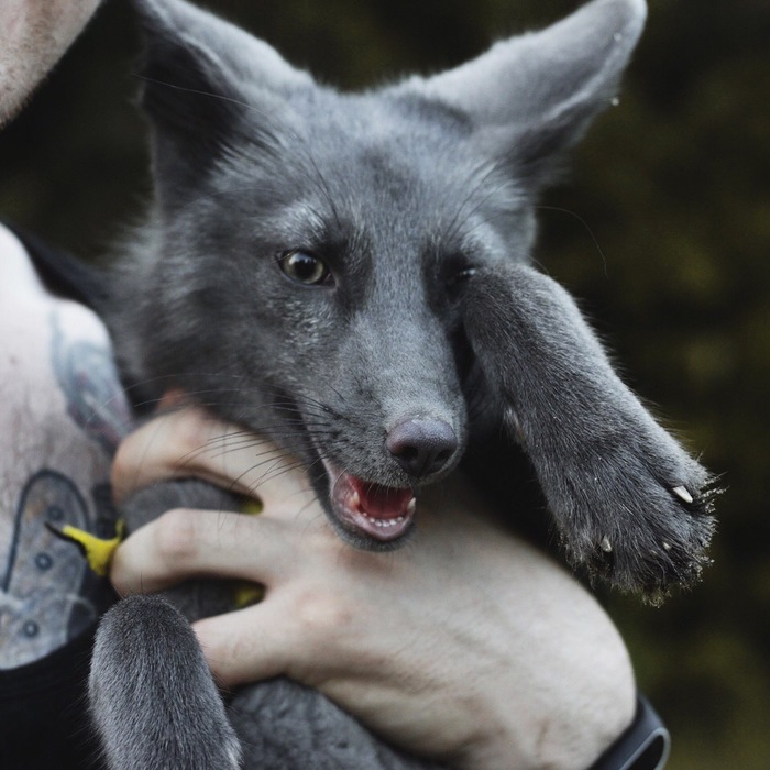 Gray cutie wanted to handle ^_^ - Fox, Domestic fox, Milota, Animals, 