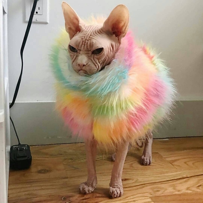 When you're 12 and your mom tries to help you get dressed for the school disco - My, Cloth, Disco 90x, Glamor, cat, Sphinx