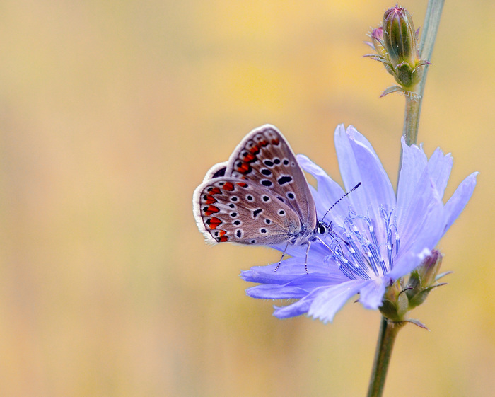 Doves. - My, Butterfly, golubyanka, , Macro, The photo, Macro photography