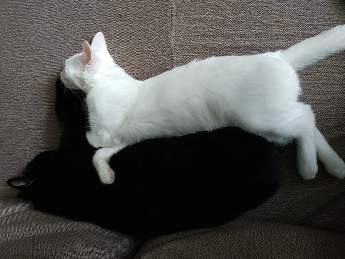 fluffy yin and yang - My, cat, Black Cat White Cat, Yin Yang