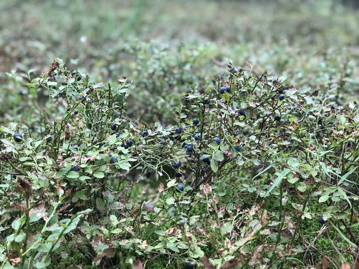 Finally found time to go to the forest for blueberries - Forest, Blueberry, My, Longpost, Reserves and sanctuaries