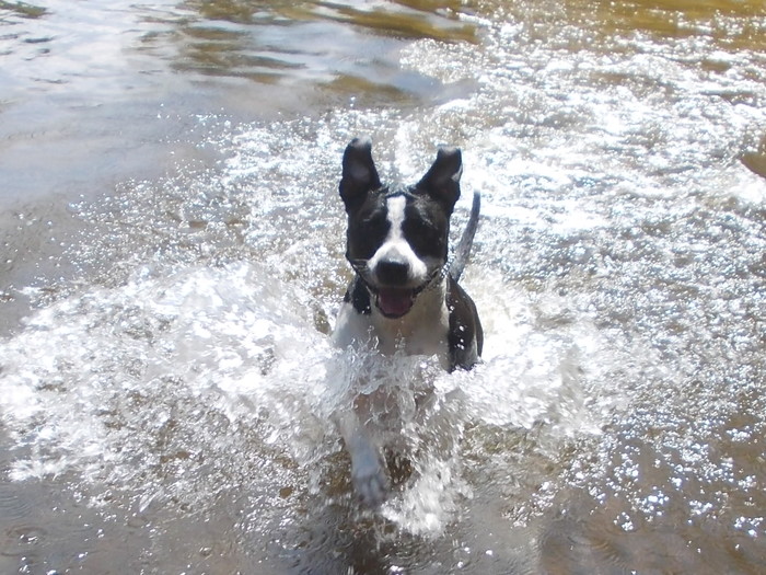 Here it is, dog happiness!))) - My, Dog, Bathing, Smile, Bathing