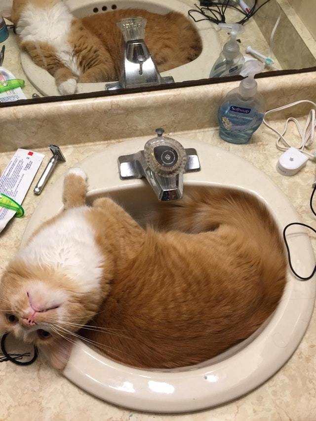 It refuses to move until the water turns on. - cat, Catomafia, Animals, Pets, Milota, Reddit