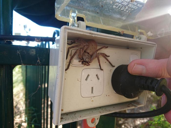 Our little sweet friend keeps the power supply safe at home - The photo, Australia, Power socket, Safety, Spider, Security, Reddit