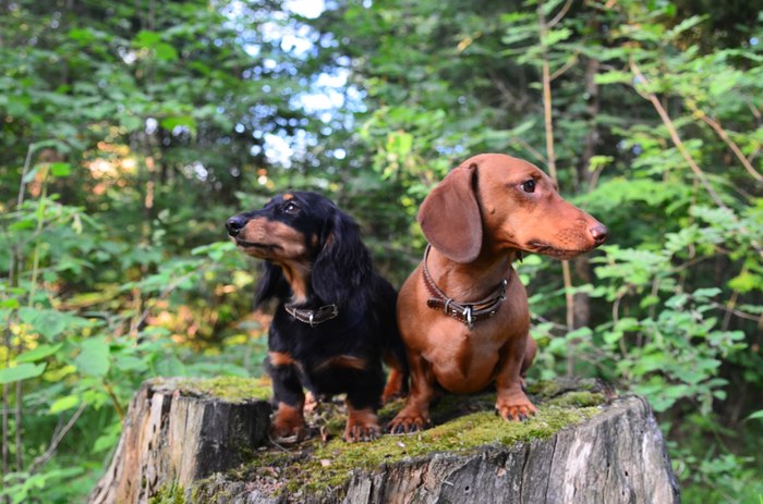 inseparable couple) - My, The photo, Dachshund, Pet, Dog, Pets