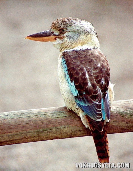 And here is the kookaburra! - Birds, Unusual, Tag, Longpost