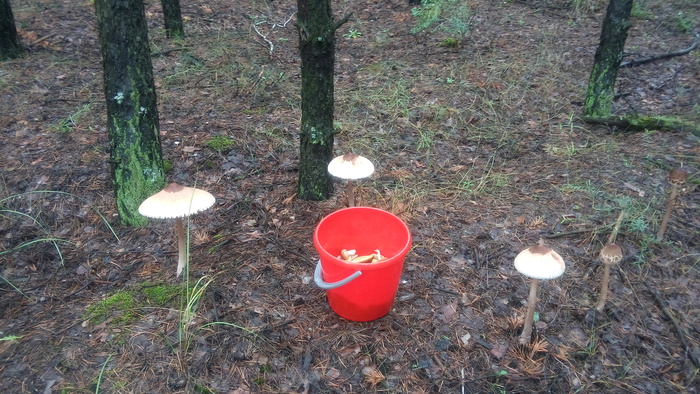 Umbrellas - My, Mushrooms, , Silent hunt