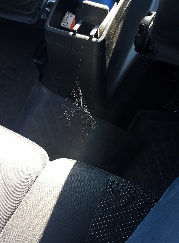 How to understand that no one is driving in the back of a car - My, Spider, Web, Car