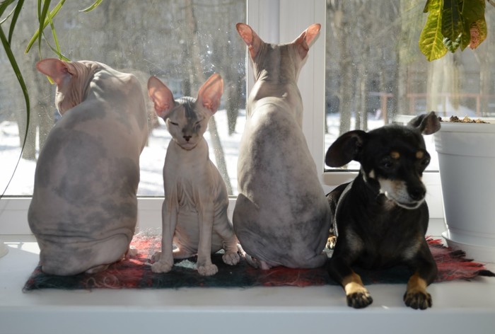 Sunbathing. - My, Tanning Studio, Don Sphynx, Toy Terrier, Window, cat, Dog, Catomafia