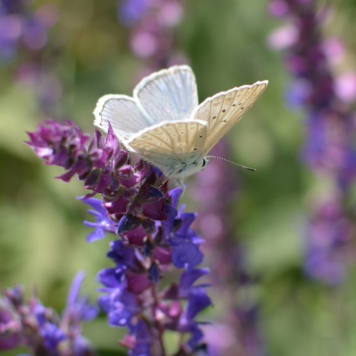 Бабочка и шалфей