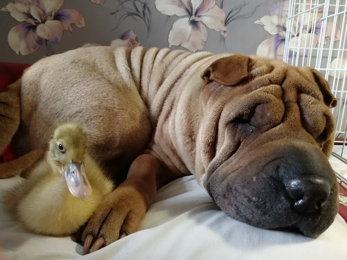 Saved Boy or Guff Lucky - My, Duck, Gaf, Family, Longpost, Good league, Animal Rescue, Dog