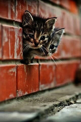 Просочились