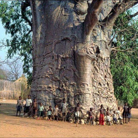 This baobab is 2000 years old and is called the Tree of Life - Baobab, Tree, Tree of Life, Africa