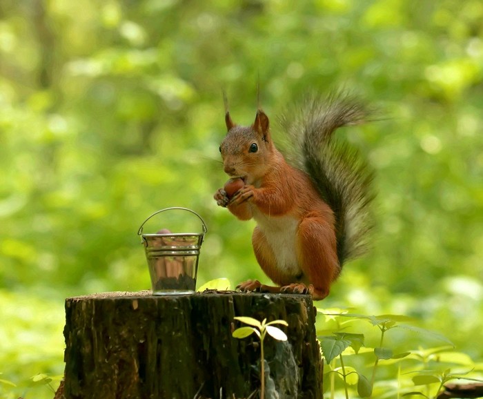 Squirrel with a bucket - My, , Squirrel, Bucket