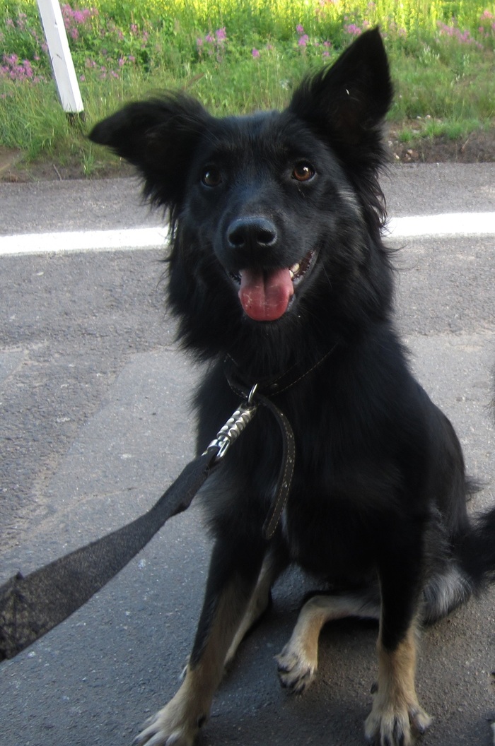 найдена собака в сестрорецке. найдена собака в сестрорецке. найдена собака в сестрорецке. найдена собака в сестрорецке. видео собаки сестрорецк.