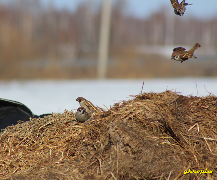 Sparrows - My, The photo, Canon, Sparrow, Birds, Flight