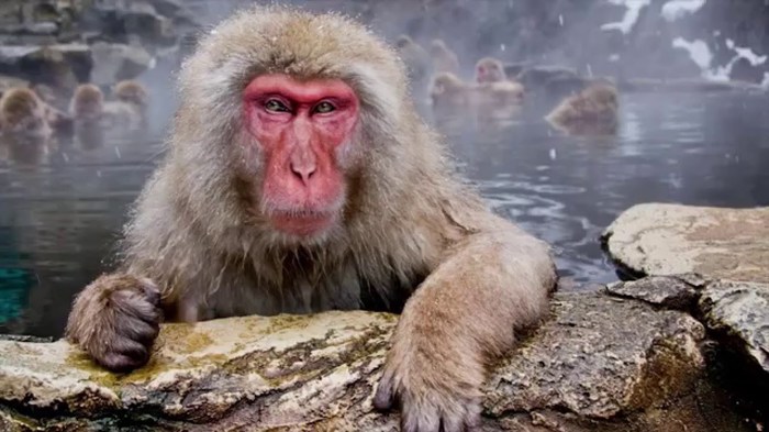 How to become a baboon - My, Humor, Parable, Story, Monkey, Person, Evolution, For the smart