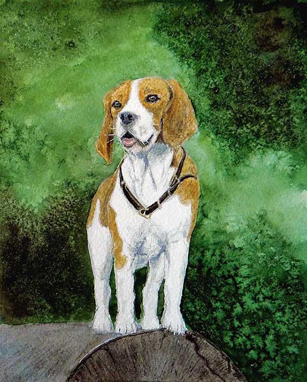 Beagle - My, Dog, Drawing, Watercolor, Animalistics, Beagle, Animals
