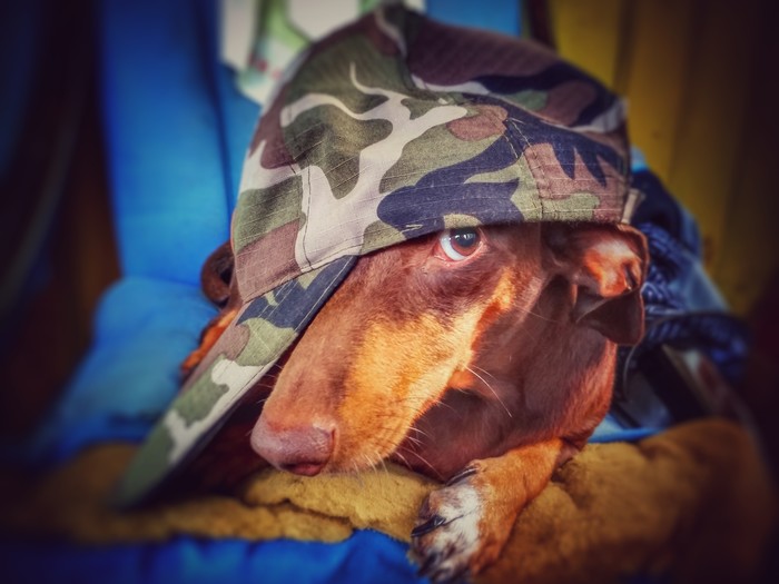 ������ ���� ��������