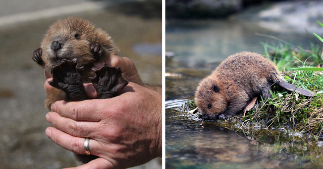 little beaver - Beavers, Animals, Milota, Reddit