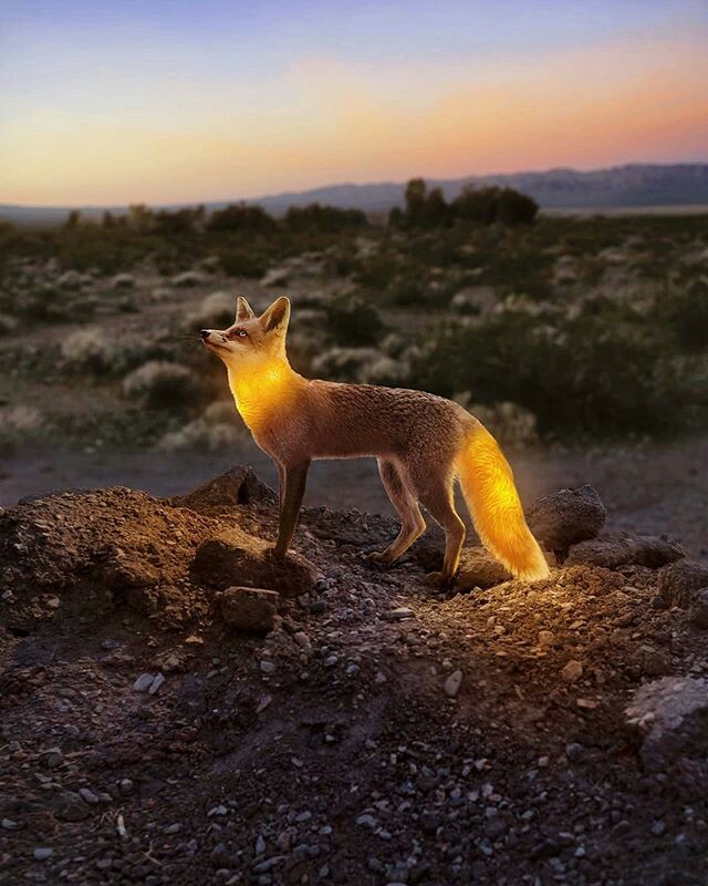 Fireflies - The photo, Animals, Light, Longpost