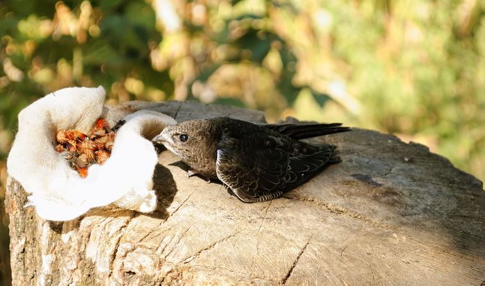 Feeding  lunge  haircut . - My, Black Swift, Apus apus, Birds, The photo, Longpost