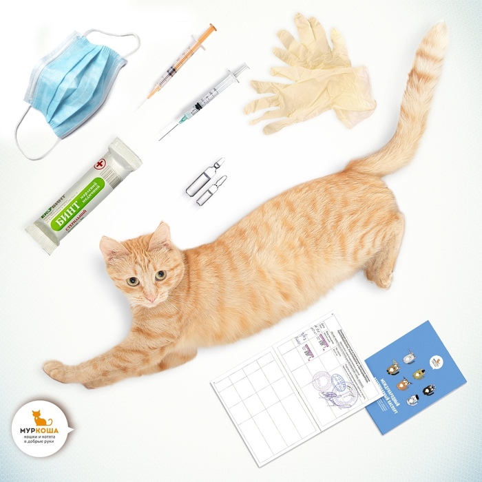 Vaccinations in cats - what, how, why? - My, Animal shelter, Murkosha, Murkosh shelter, Longpost, Useful, Graft, Vaccination