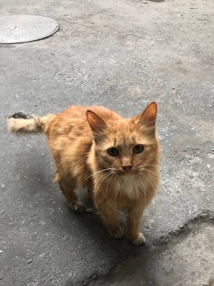 Found a cat. - cat, Longpost, Saint Petersburg, Redheads, Found a cat, Help, No rating