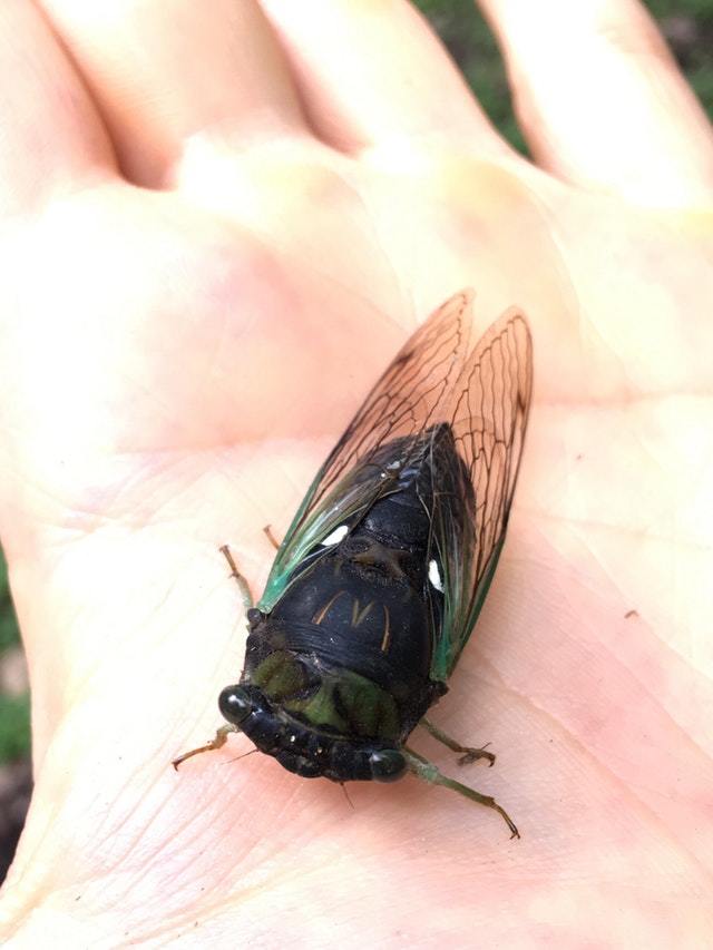 It's a cicada and it looks like she's a fan of McDonald's - Cicada, McDonald's, Insects