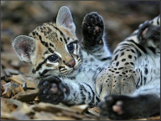 Маленький оцелот