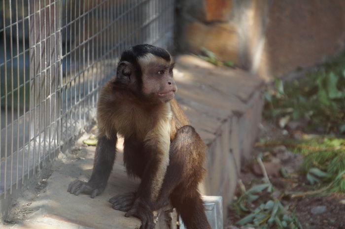 Man behind bars - My, Zoo, Monkey, The photo