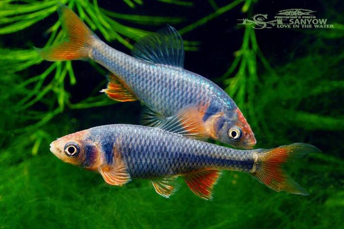 Rainbow Fish - Notropis lutrensis