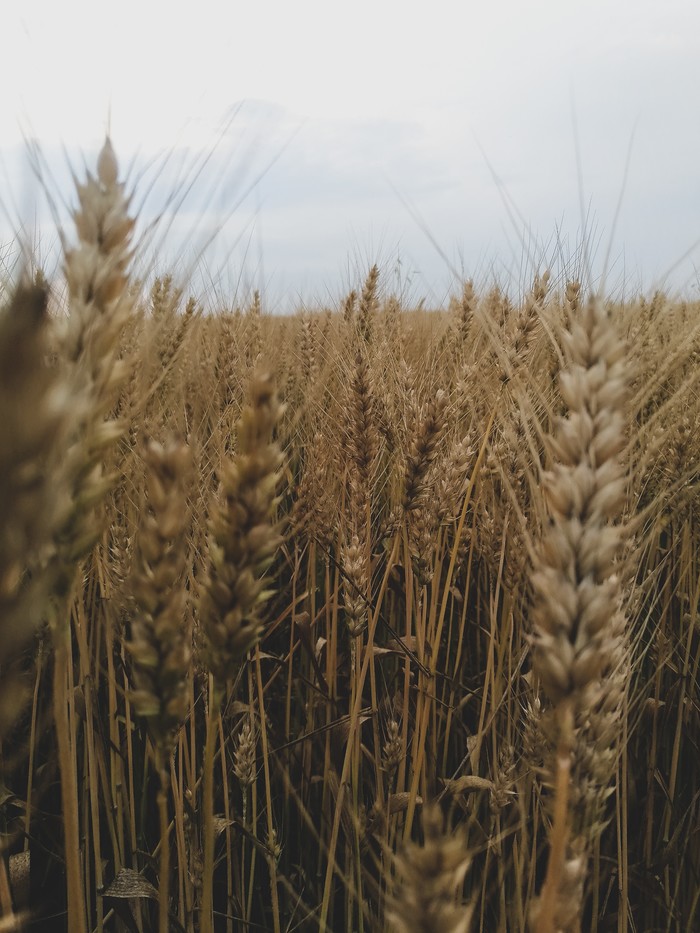 Harvest harvest - My, Field, Spikelet, Wheat, Summer, Russia