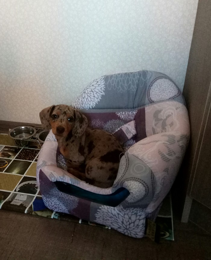 Very comfortable house - My, Dog, , Convenience, Animals, Dachshund