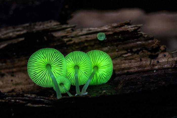 The most unusual mushrooms in the world - Mushrooms, , Beautiful, Longpost