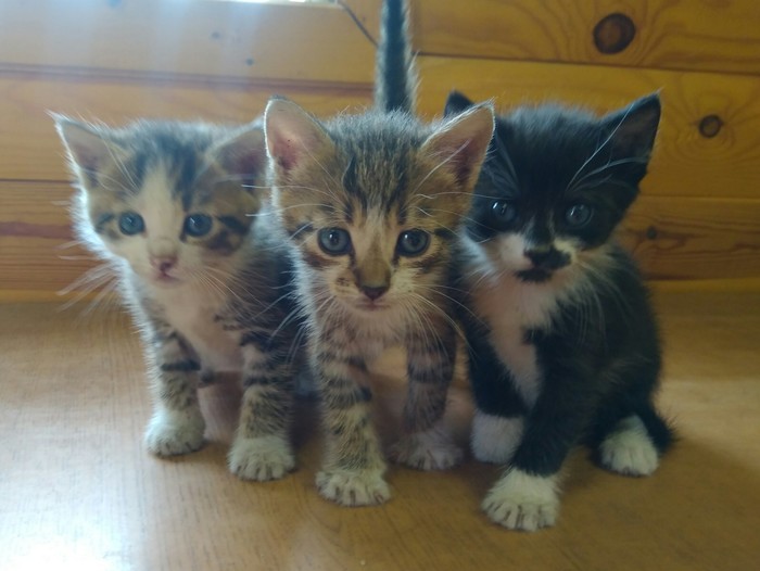 The kittens are urgently looking for a home. - My, Kittens, In good hands, Longpost, cat, Help, Republic of Belarus