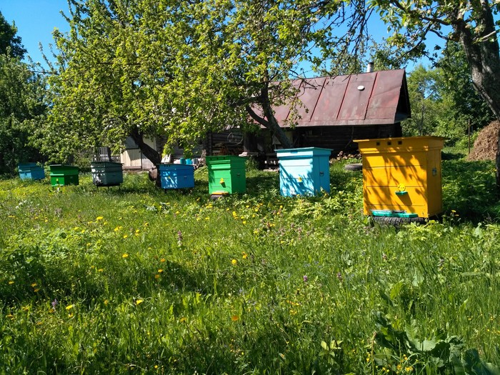 My little apiary - My, Beekeeping, Hobby, My, Longpost