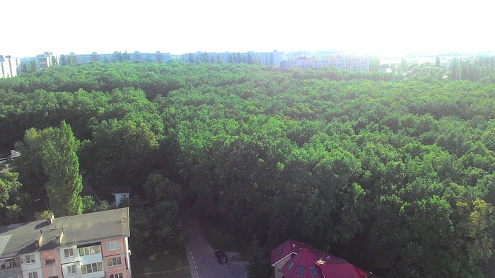 Green places - My, Bush, Photo on sneaker, , View from above