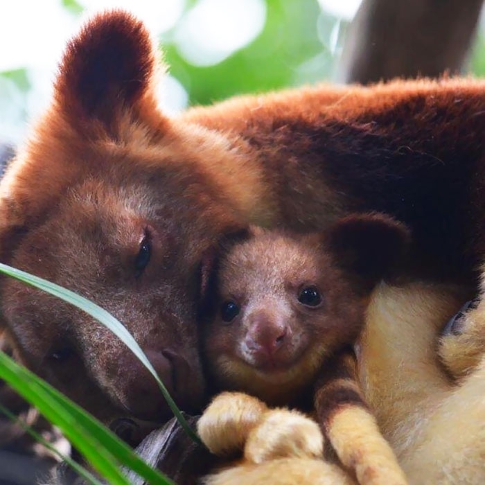 cute tree kangaroo - Kangaroo, Milota, Animals, Australia, Wild animals, Young, Mimimishno, Longpost