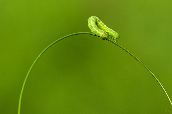 Йога на траве - Моё, Начинающий фотограф, Гусеница, Pentax K10D, Tamron 90mm Macro1:1, Йога, Tamron