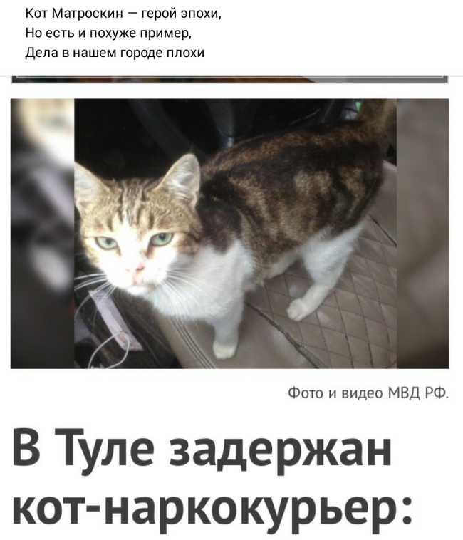 Вижу рифму - Вижу рифму, Кот, Наркотики