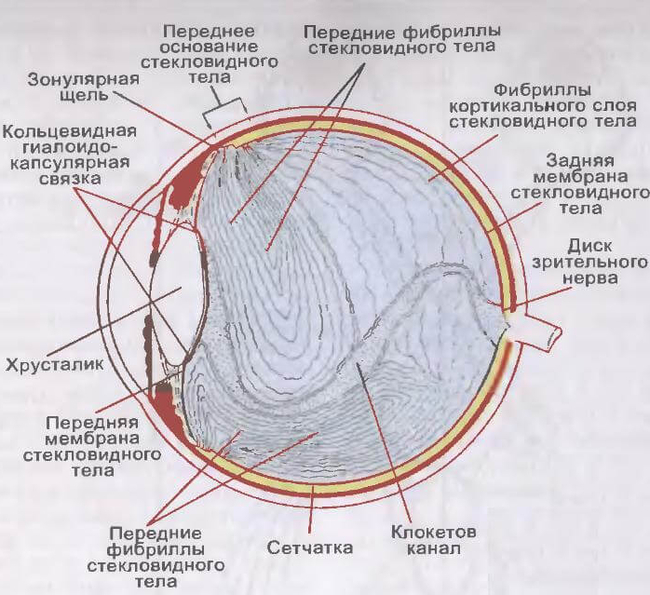 Riddle of the eye - My, Mystery, Eyes, Ophthalmology, Anatomy, Longpost