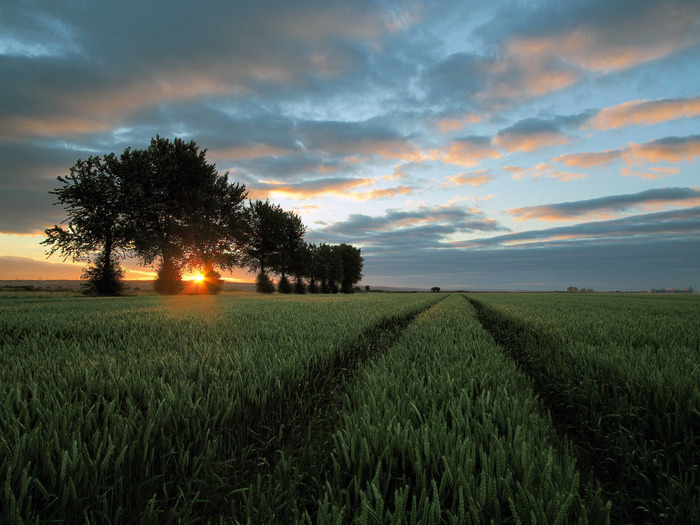 Sunrise in spikelets - Sunrise, Field, The sun, Morning