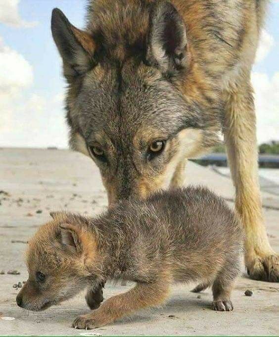 Remember, son, you will grow up to be a woolly wolf with powerful paws, be good! - The photo, Wolf, Young