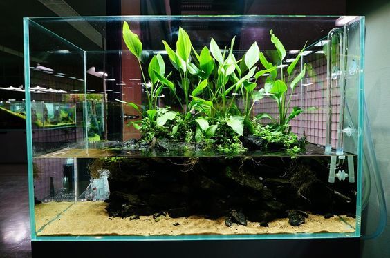 Interesting paludarium from ZERO-AQUA - Paludarium, Aquaterrarium