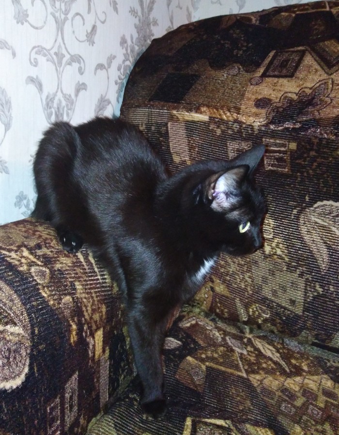 So convenient - My, Convenience, Longpost, Black cat, cat, Sofa